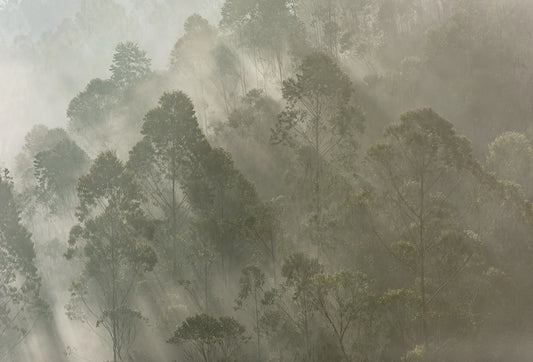 Papel tapiz mural con paisaje de bosque entre densa niebla y rayos de luz natural en tonos verde salvia y gris.