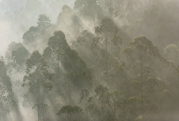 Papel tapiz mural con paisaje de bosque entre densa niebla y rayos de luz natural en tonos verde salvia y gris.