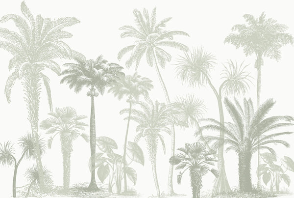 Papel tapiz con grabado botánico de palmeras tropicales en verde salvia sobre fondo blanco